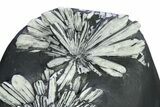 Polished Chrysanthemum Stone - China #285001-1